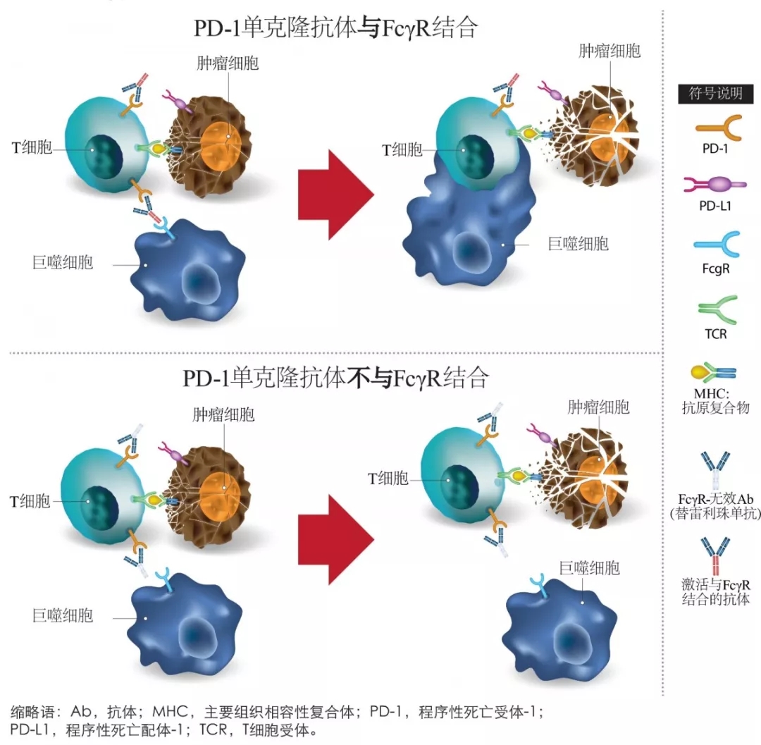 2019csco速递丨程颖教授bgba317312含铂方案替雷利珠